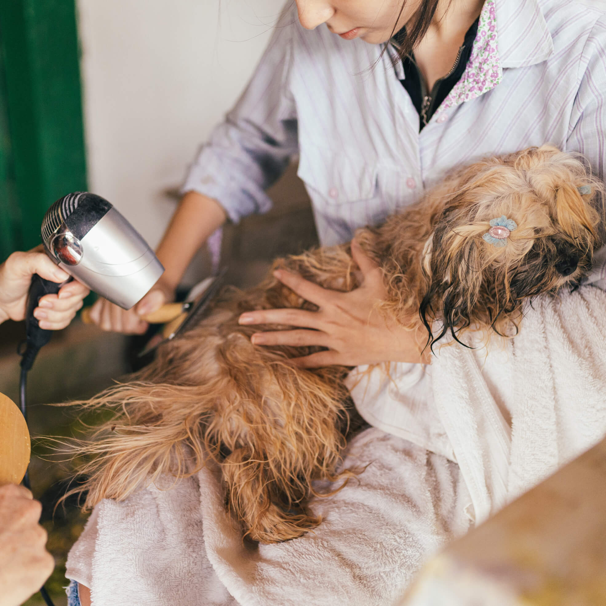 Cat grooming