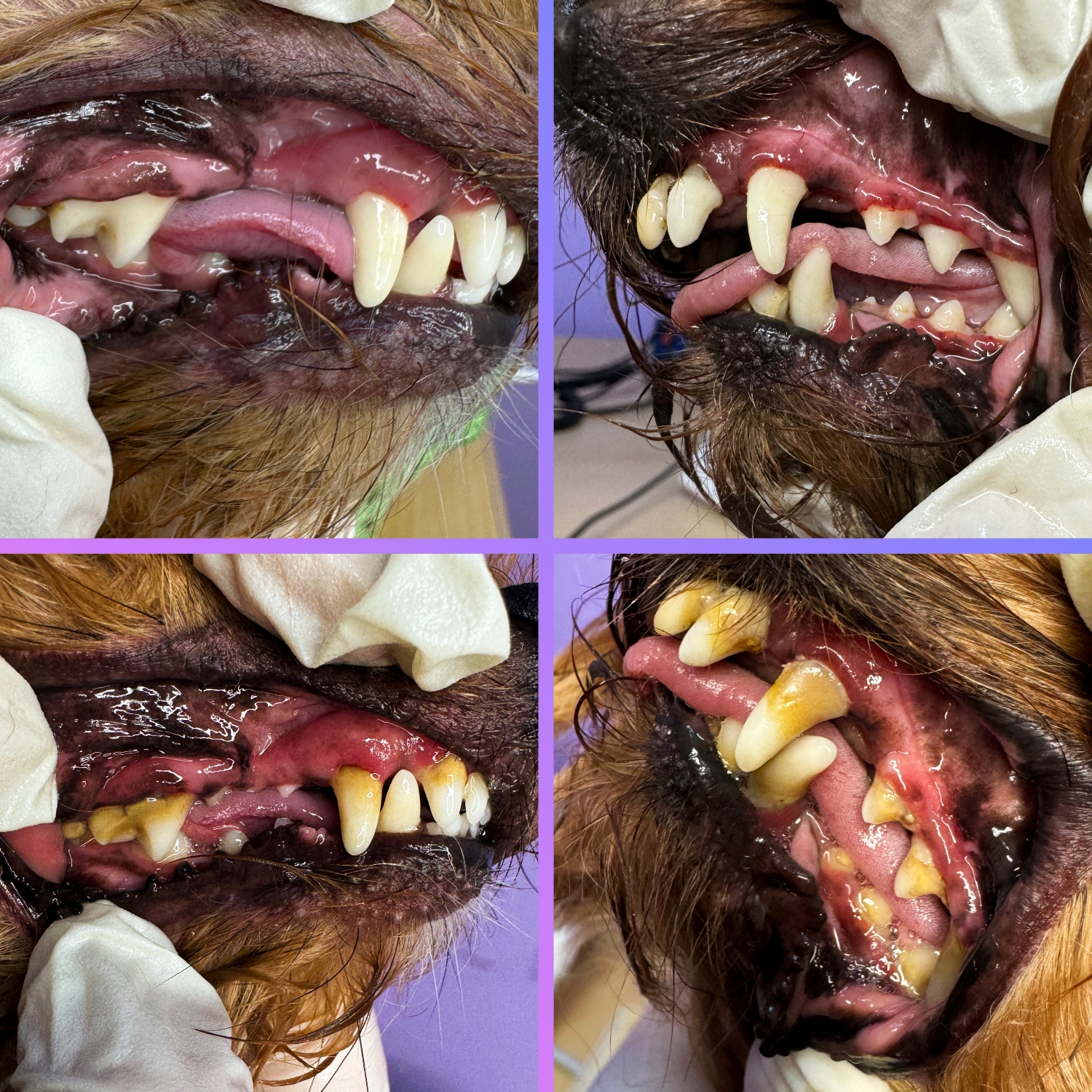 Yorkshire terrier