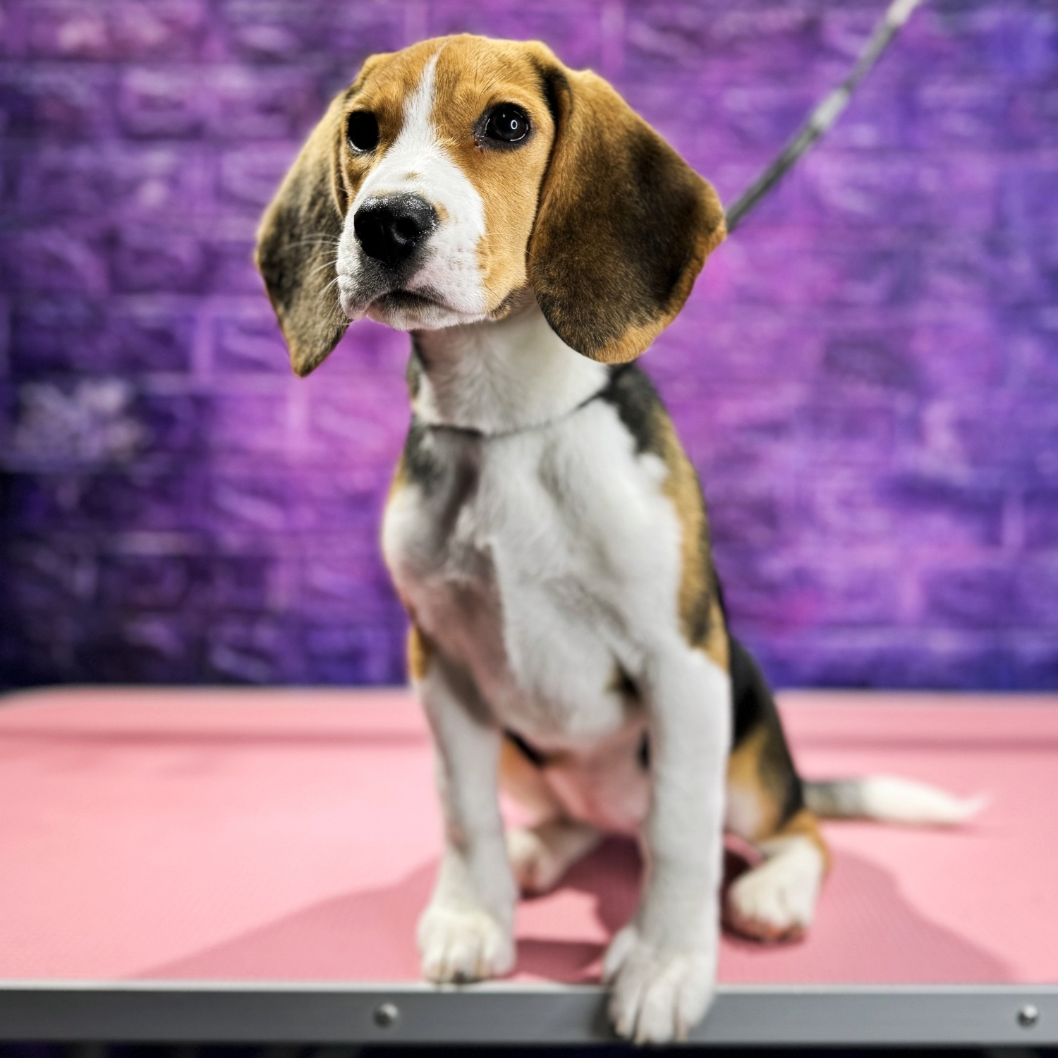 Beagle