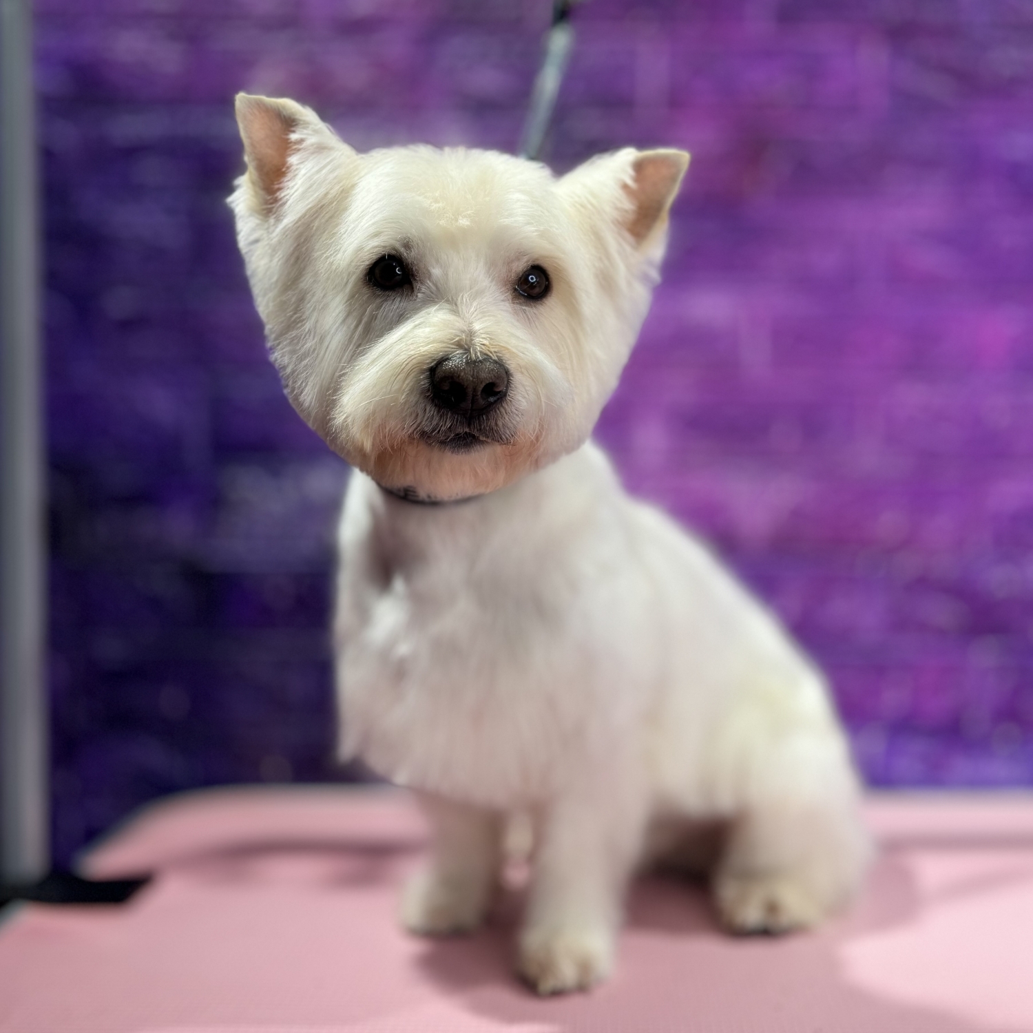 West Highland Terrier