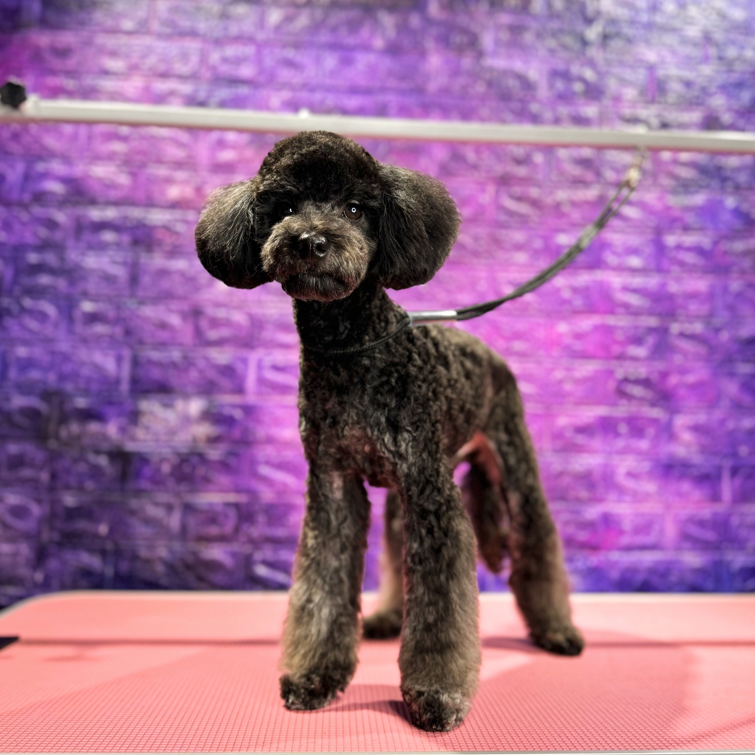 Poodle (mic)