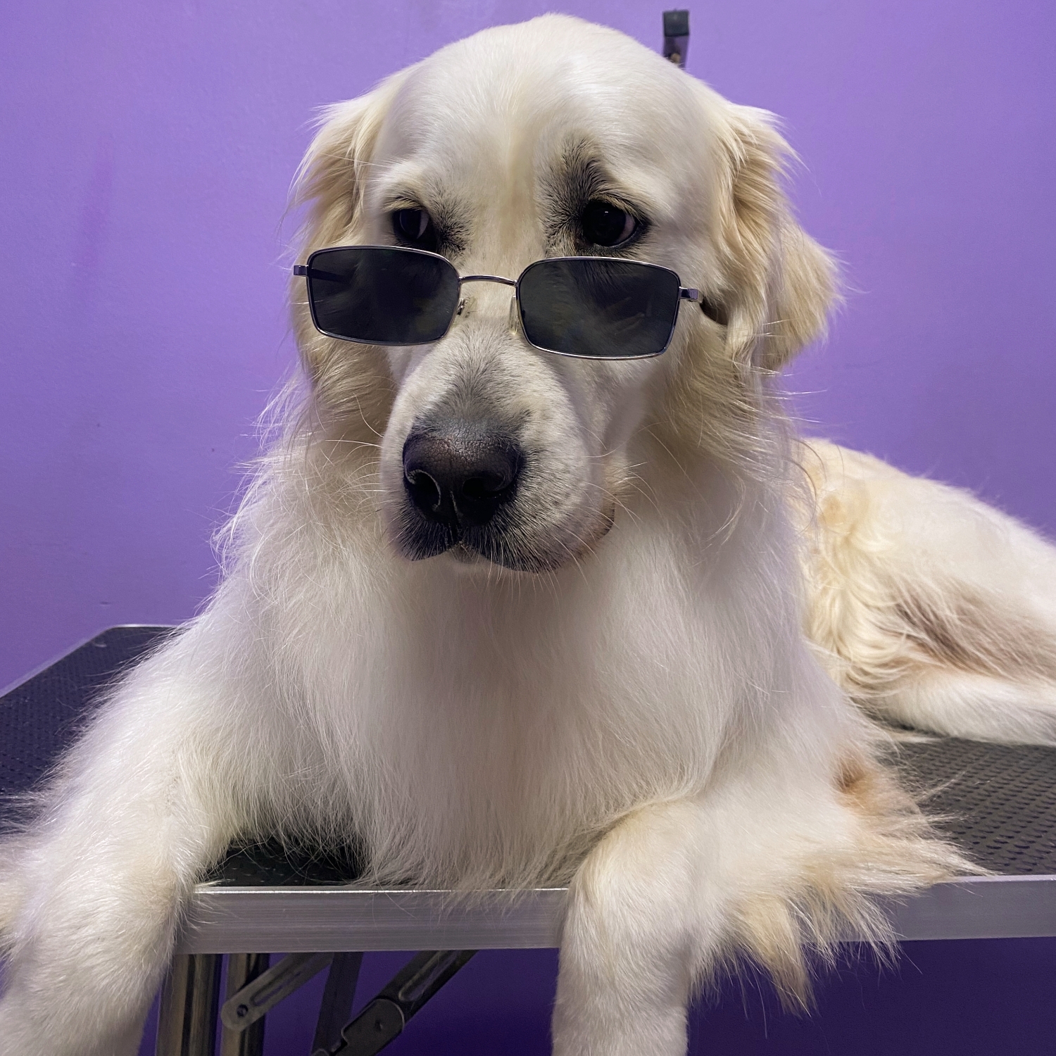 Cursuri de grooming