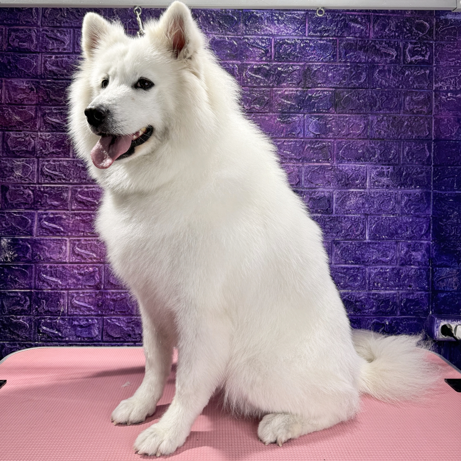 Samoyed husky