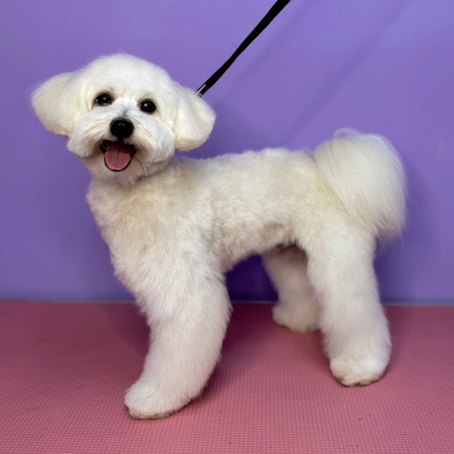 Bichon Maltez - Tunsoare