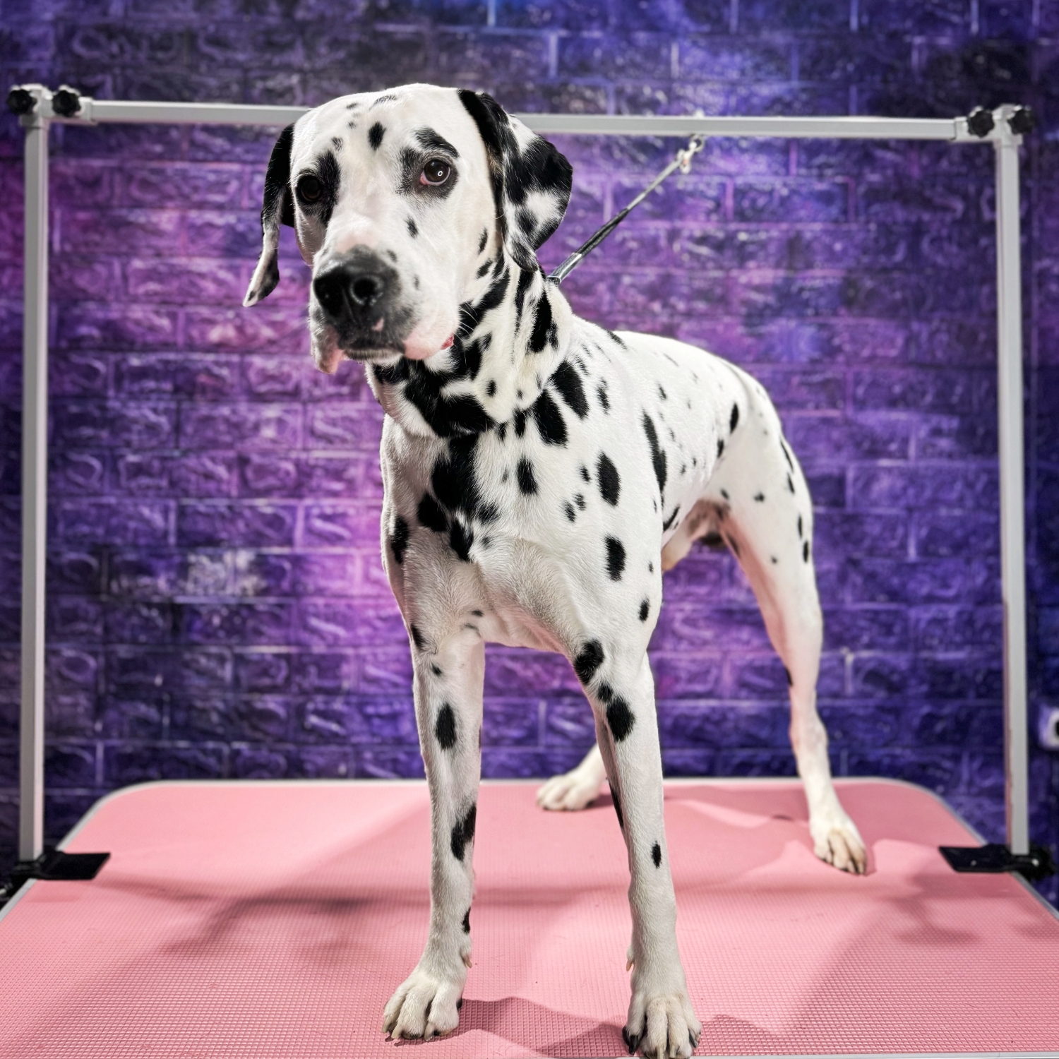 Dalmatian