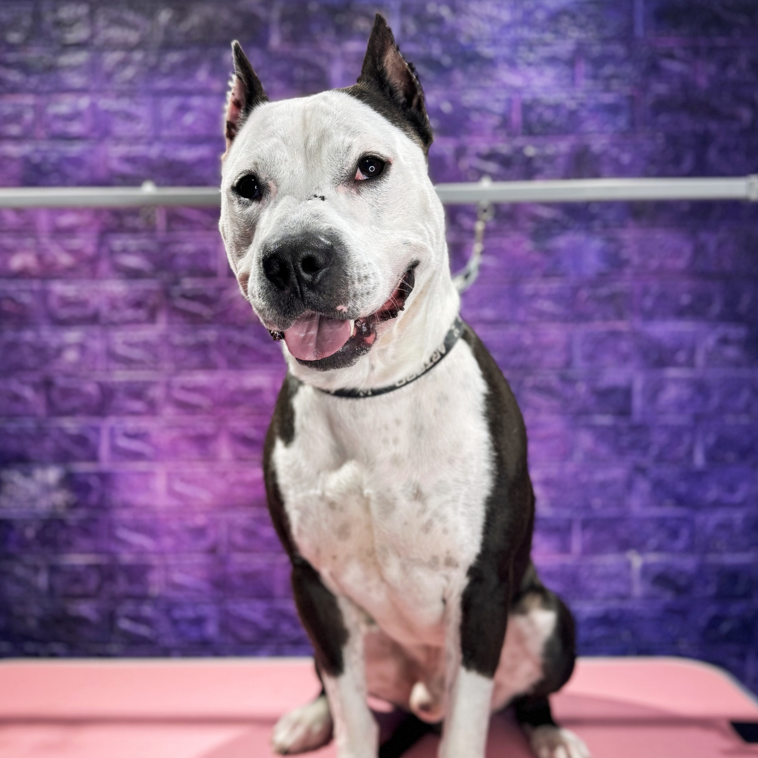 Staffordshire Terrier