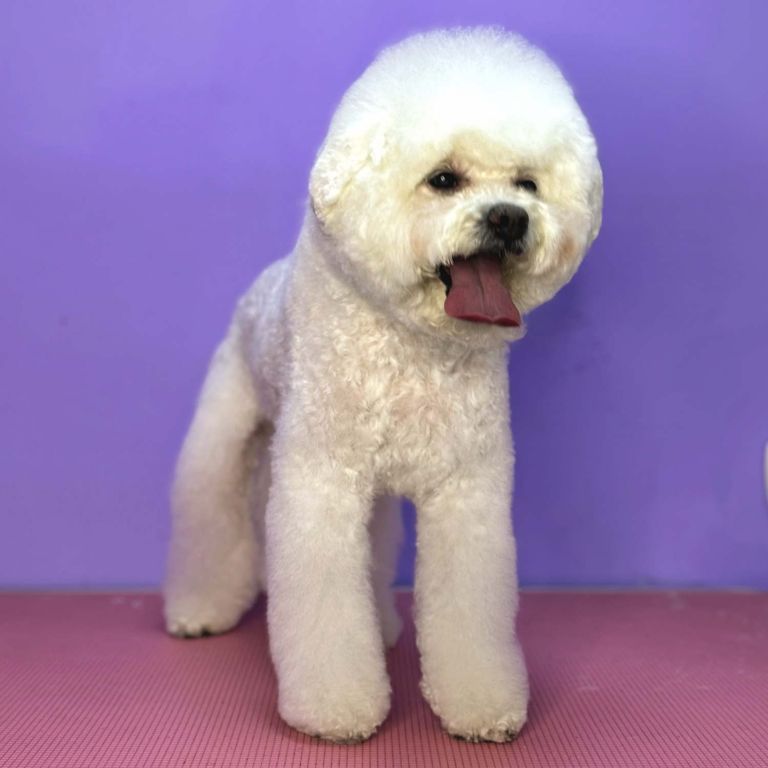 Bichon Frise - Complex