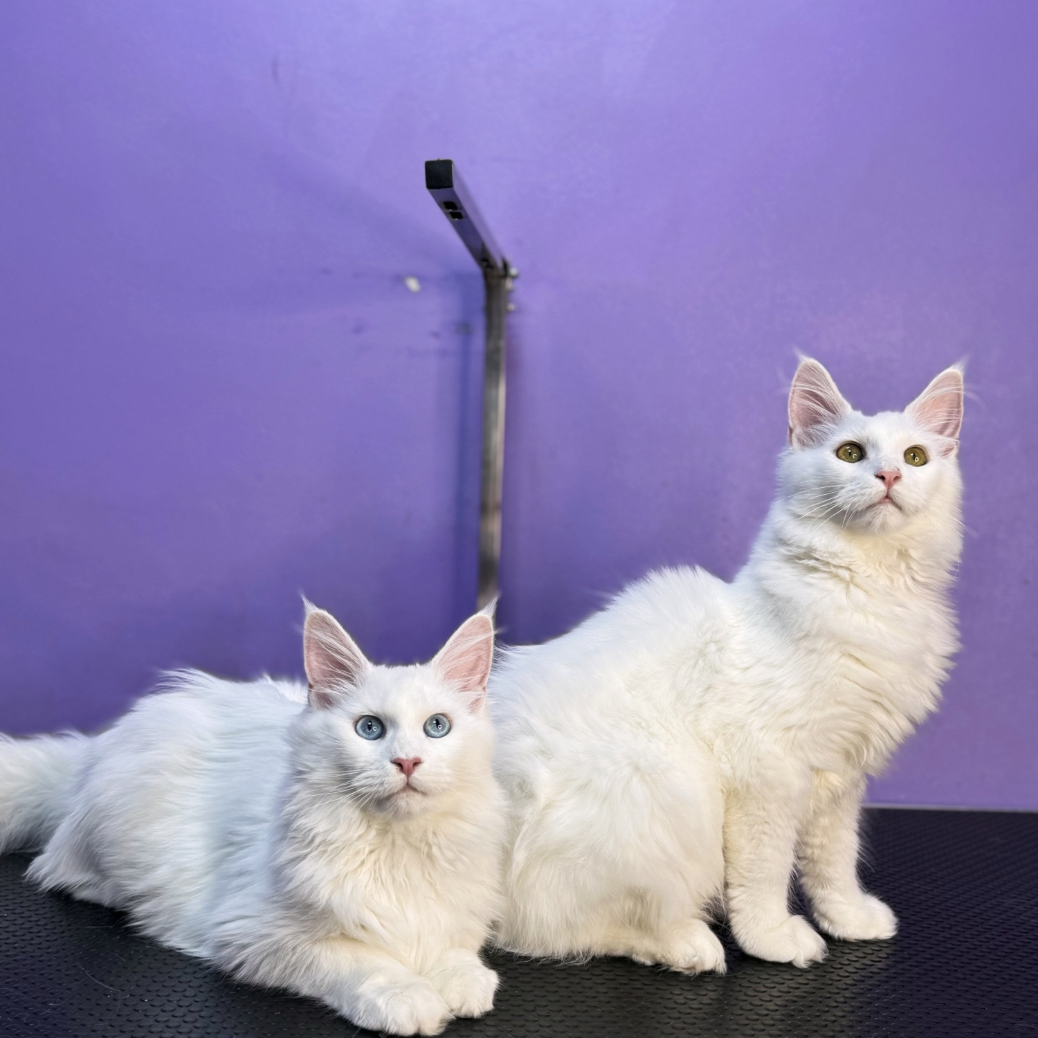 Maine Coon