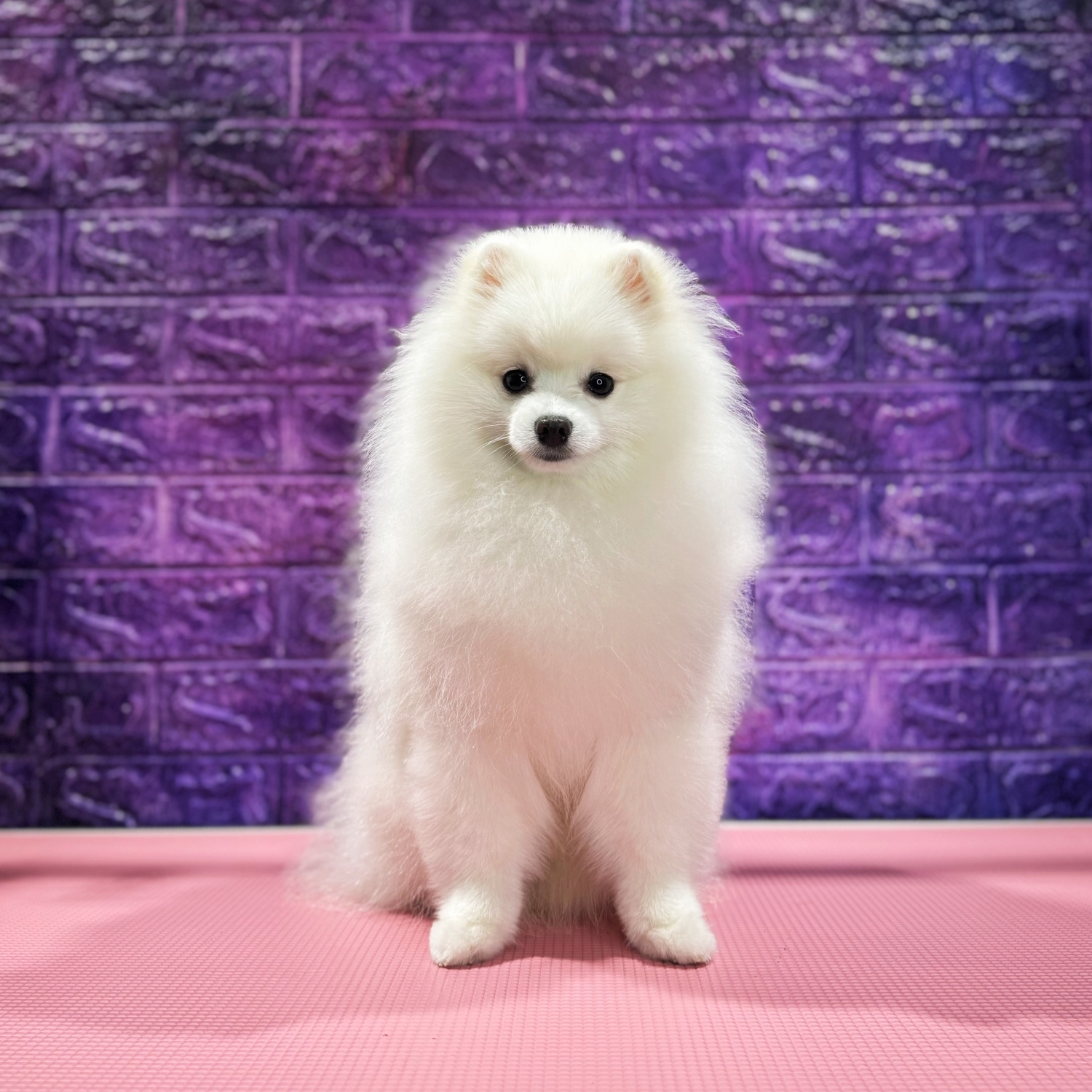 Spitz