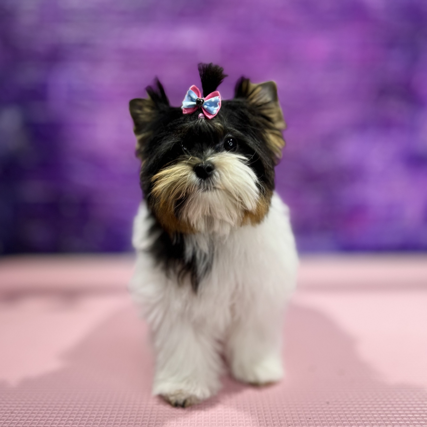 Yorkshire Terrier - Igienă