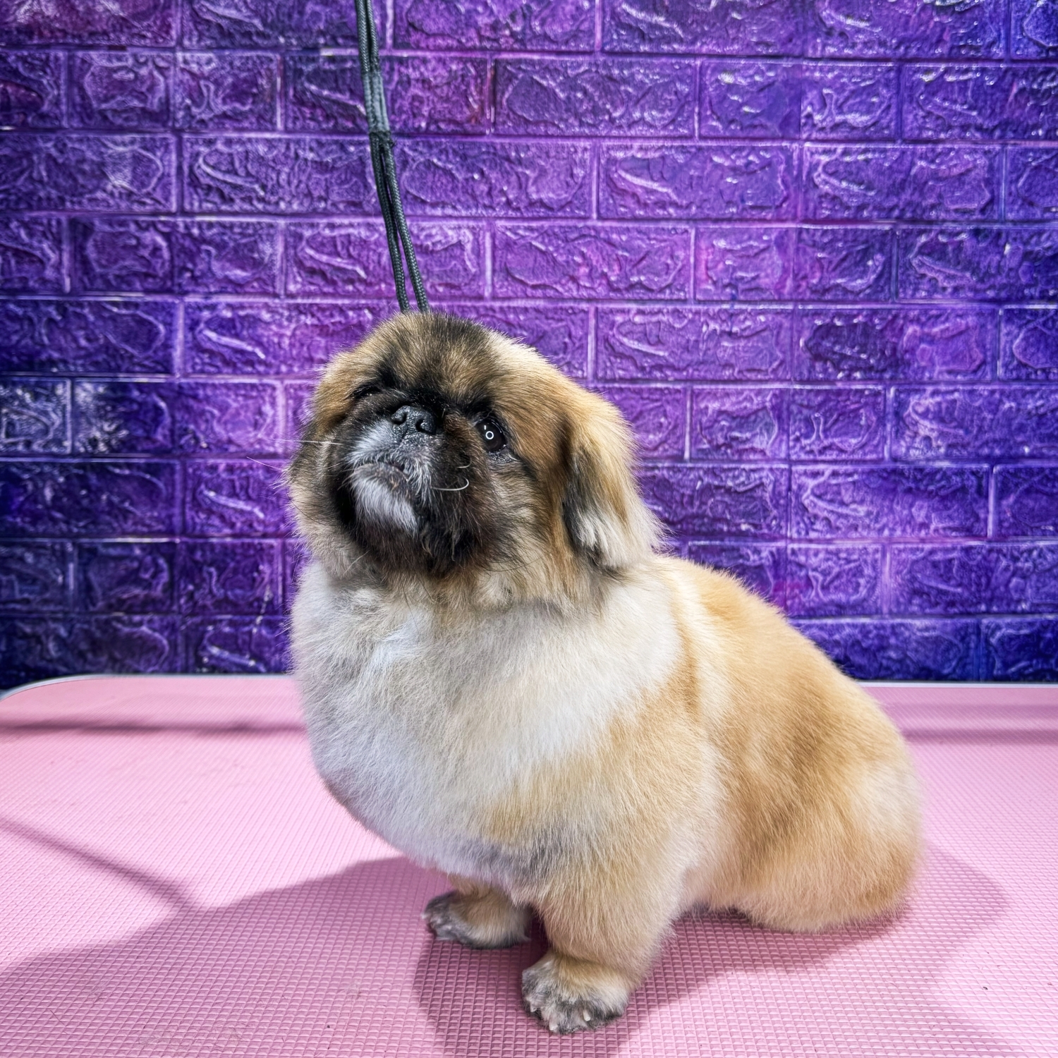 Pekingese