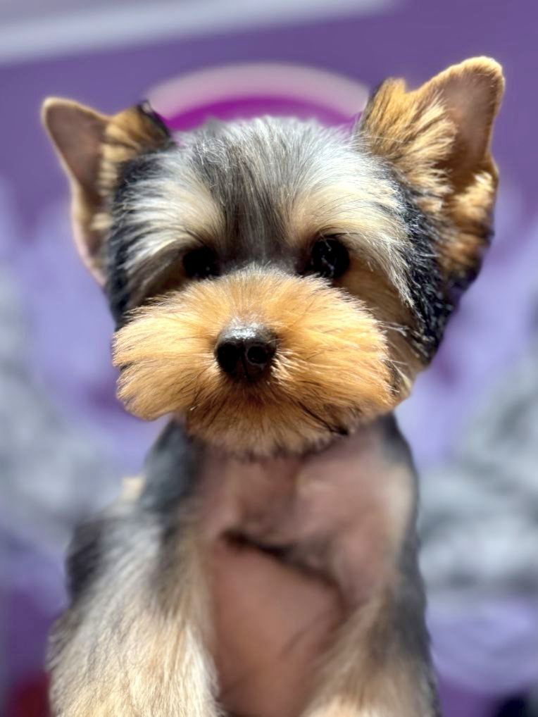 Yorkshire terrier