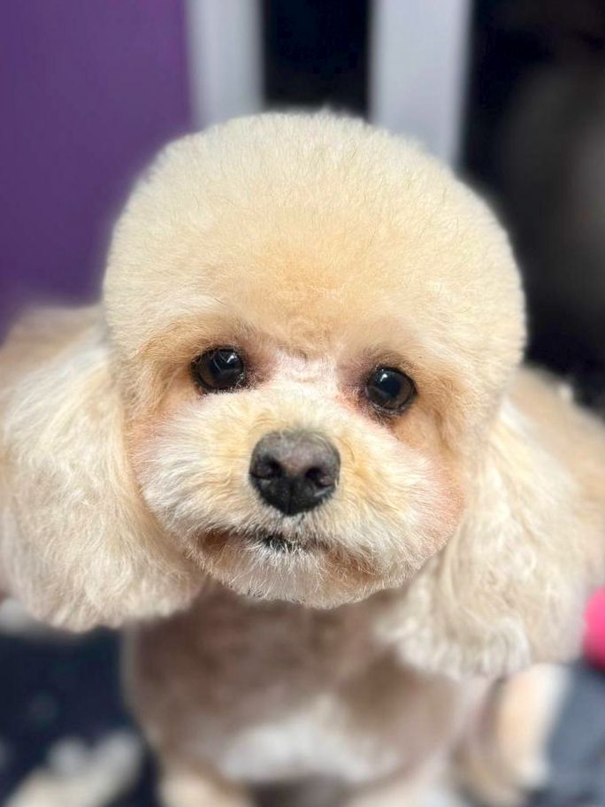 Poodle (mic)