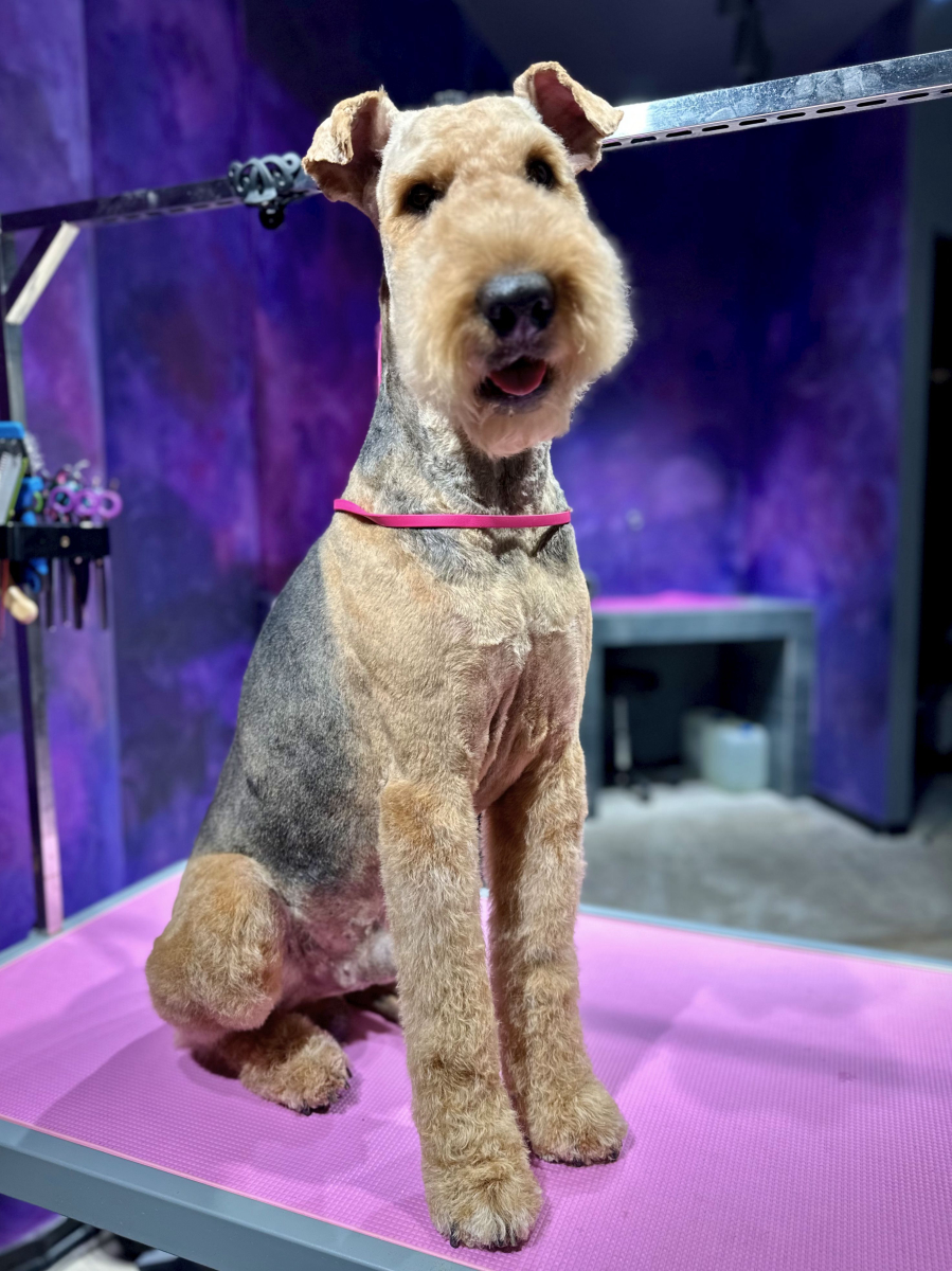 Airedale terrier