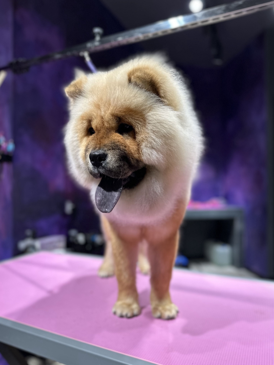 Chow-Chow