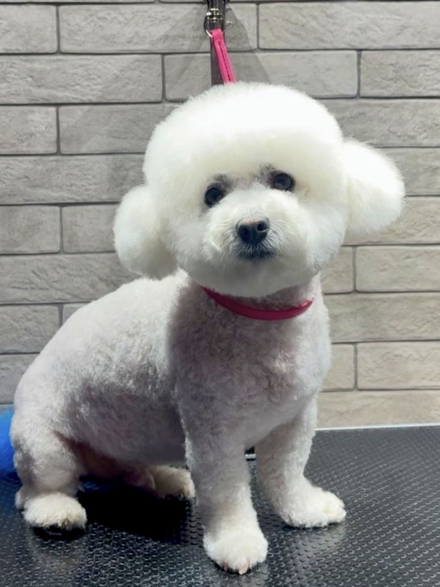 Bichon Frise