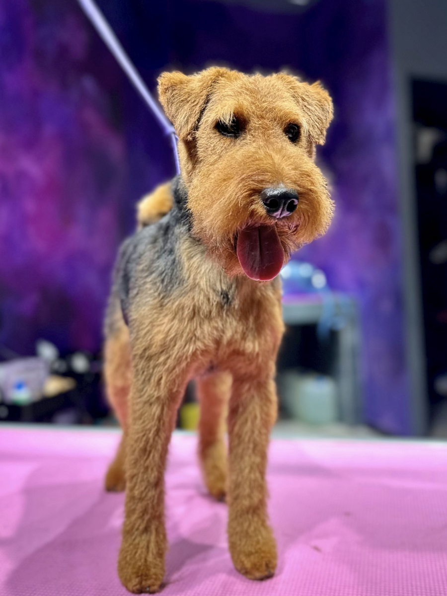 Welsh terrier