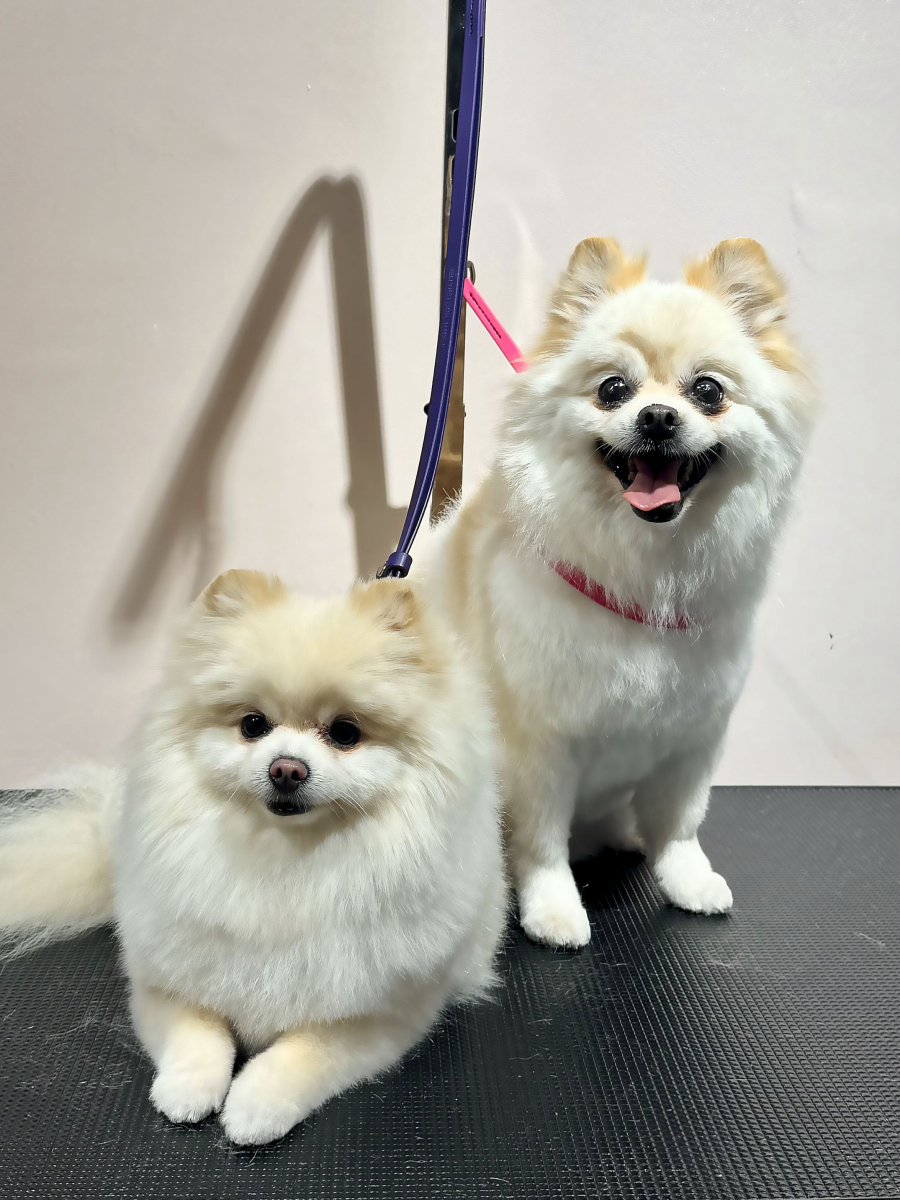 Spitz