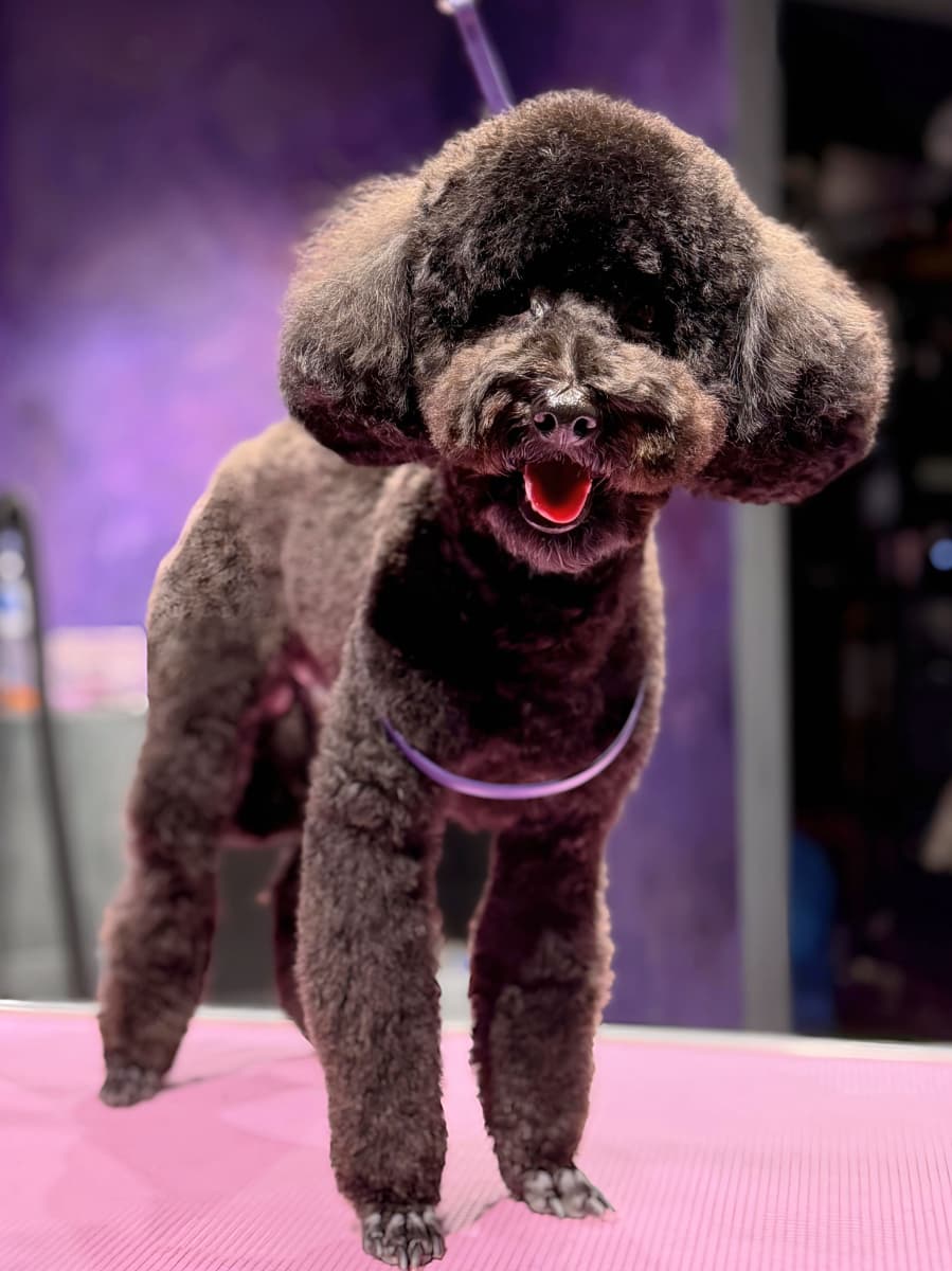 Poodle (mediu)