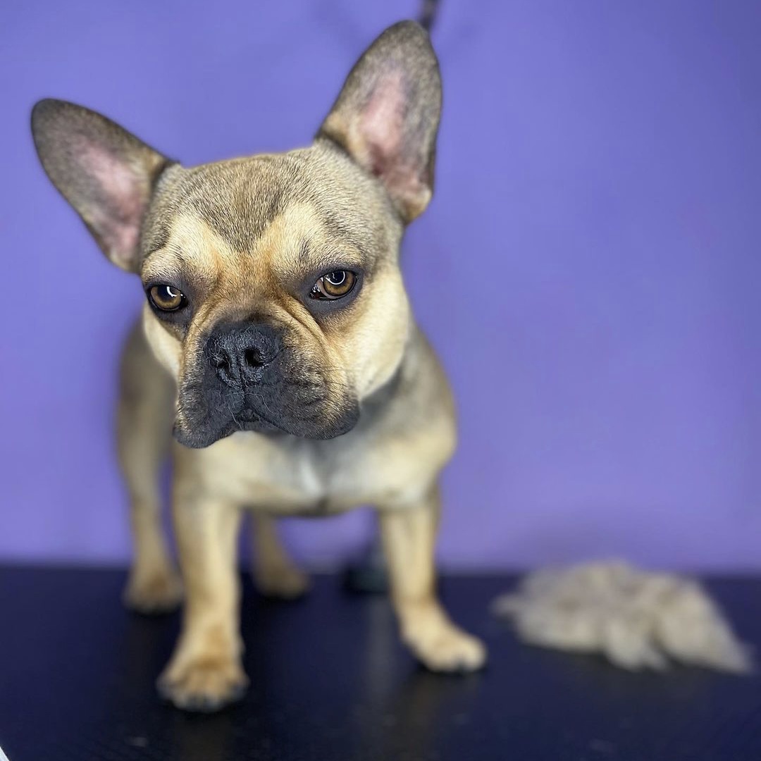 Caring for brachycephalic dogs: the essentials in brief
