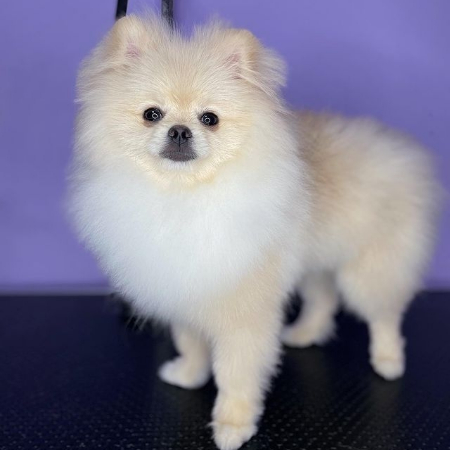 Spitz