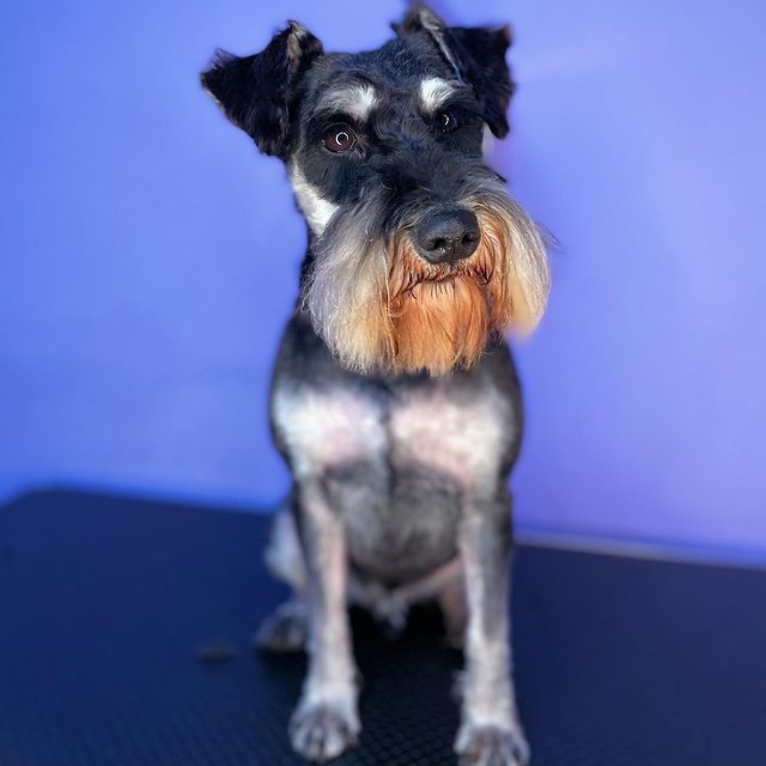 Zwertschnauzer