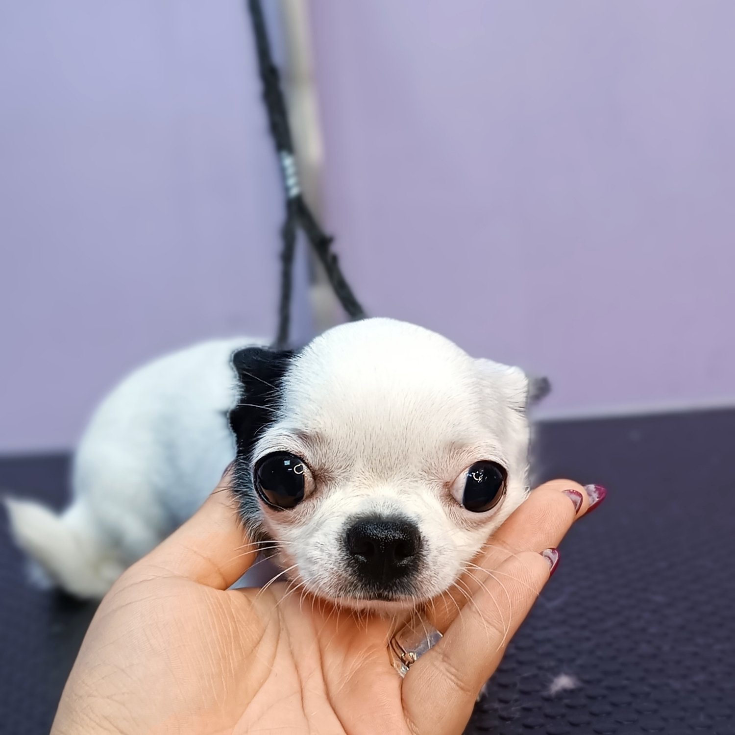 Chihuahua