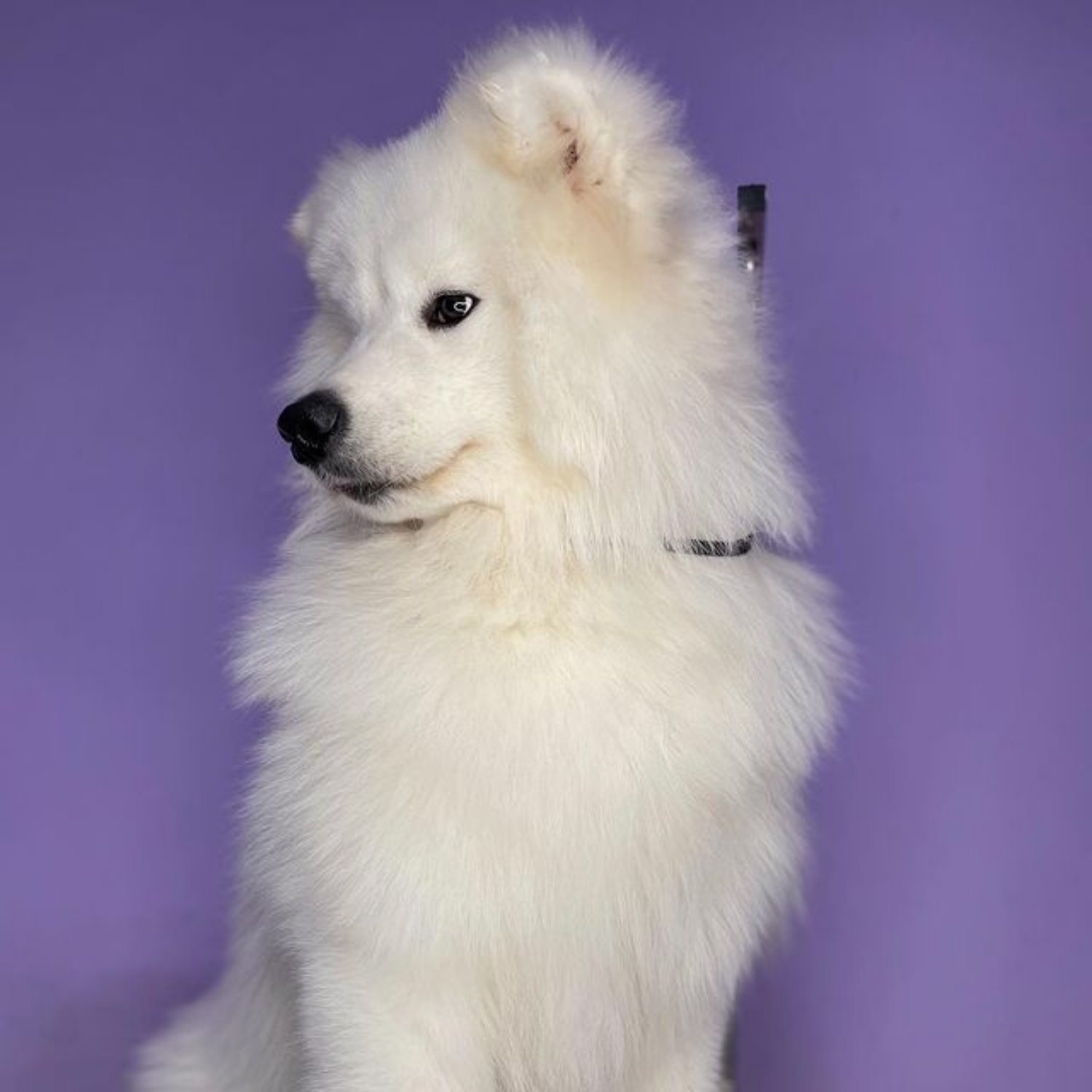 Samoyed husky