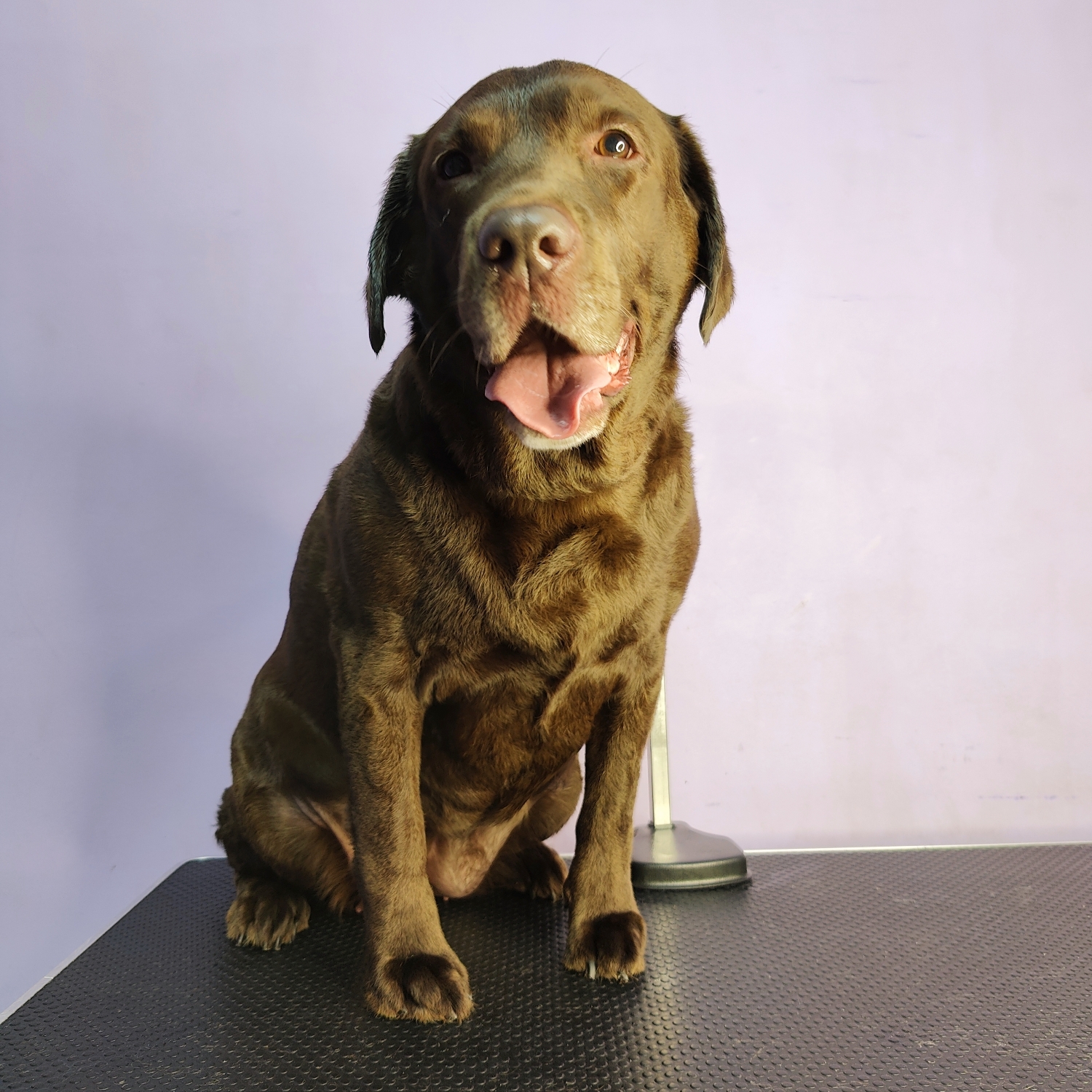 Labrador