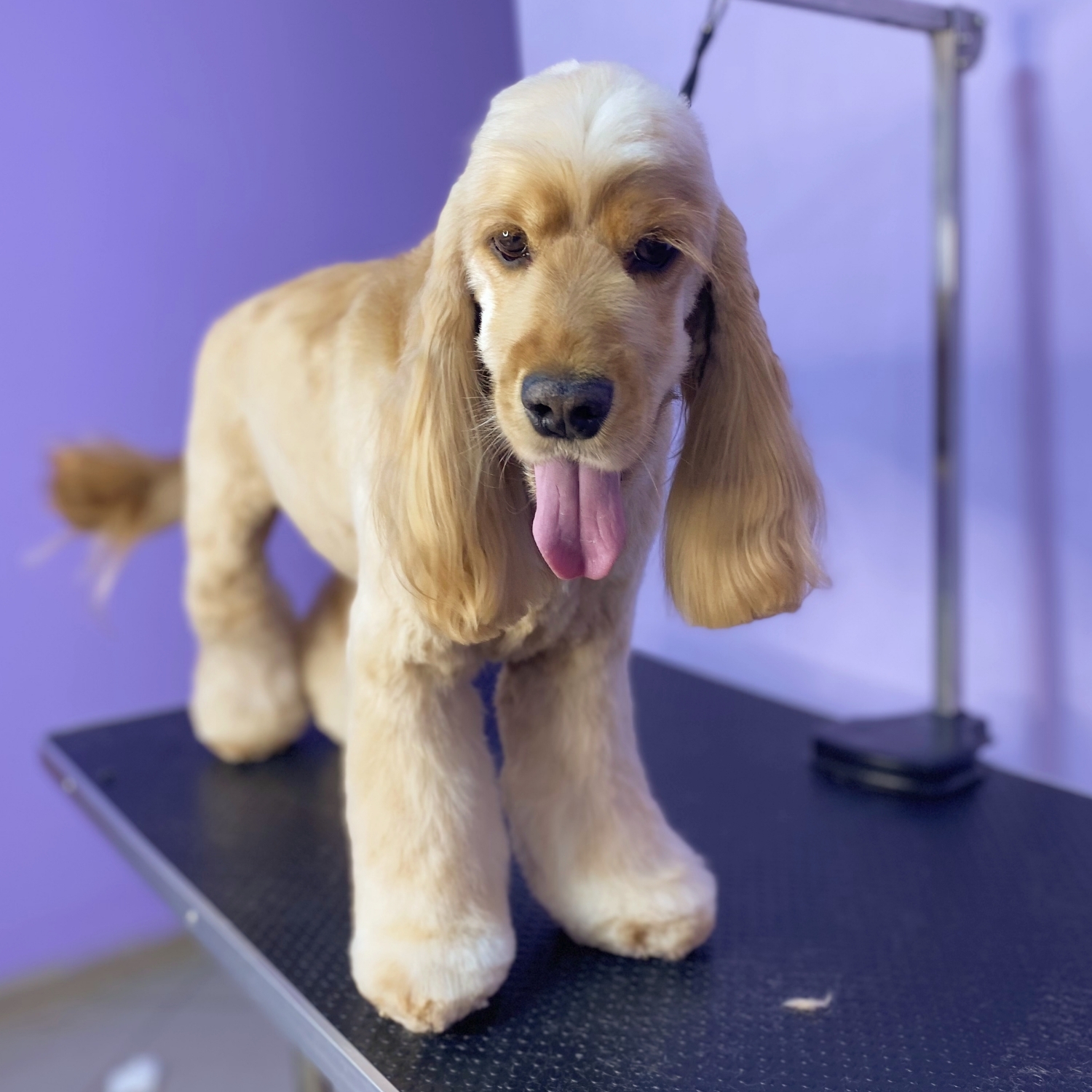 Cocker Spaniel