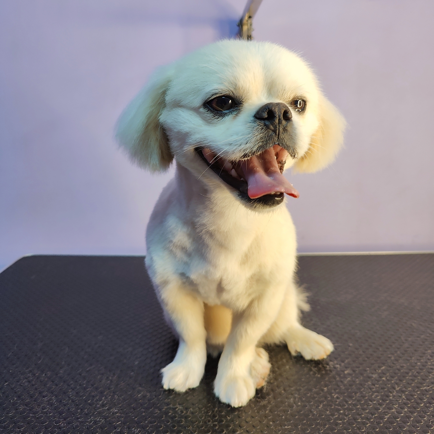 Pekingese