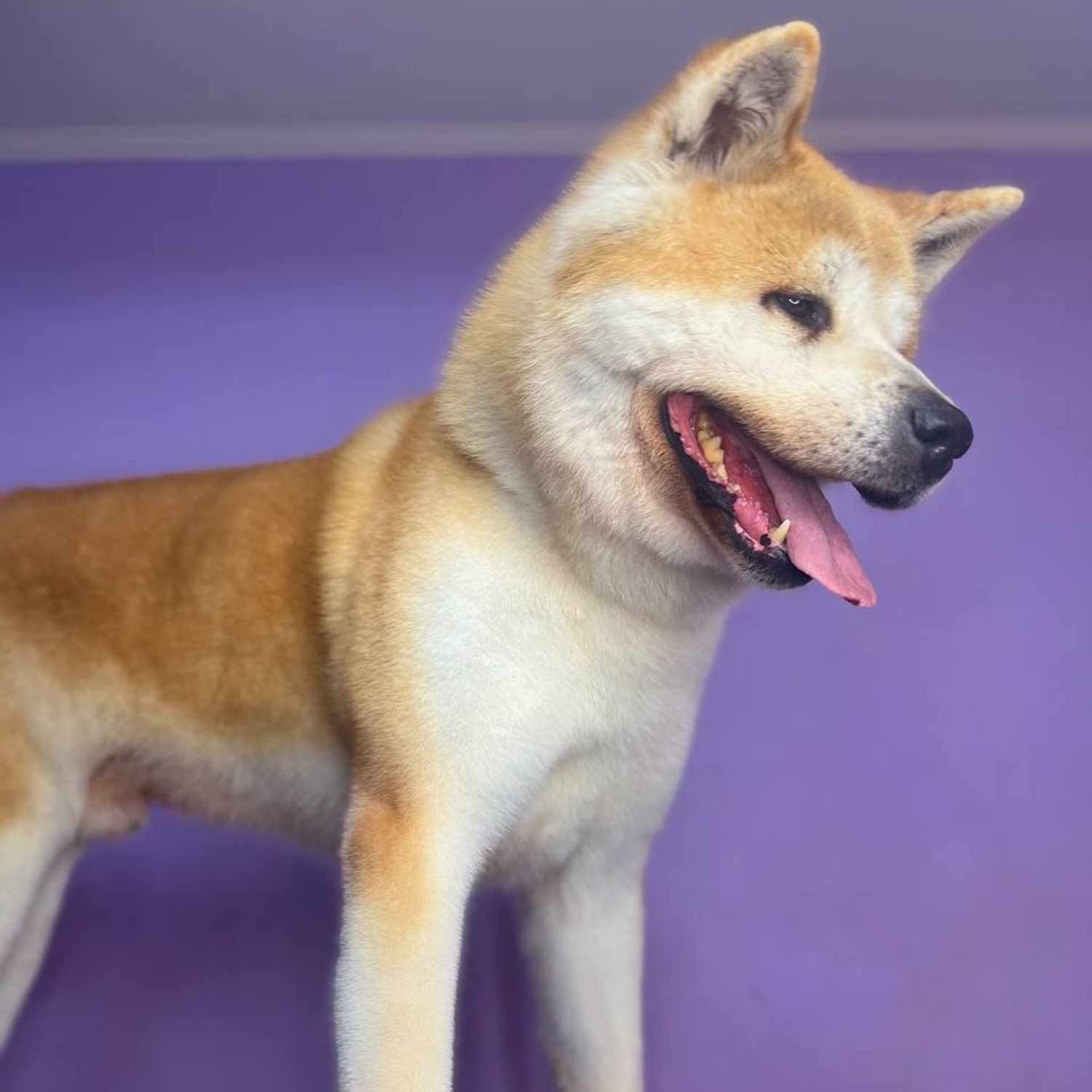 Akita Inu