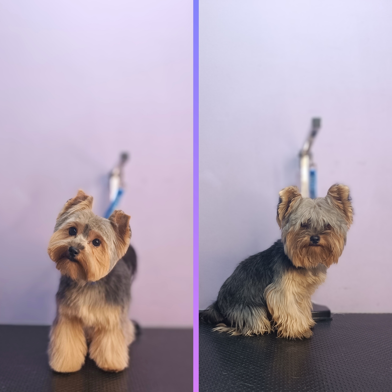 Yorkshire terrier