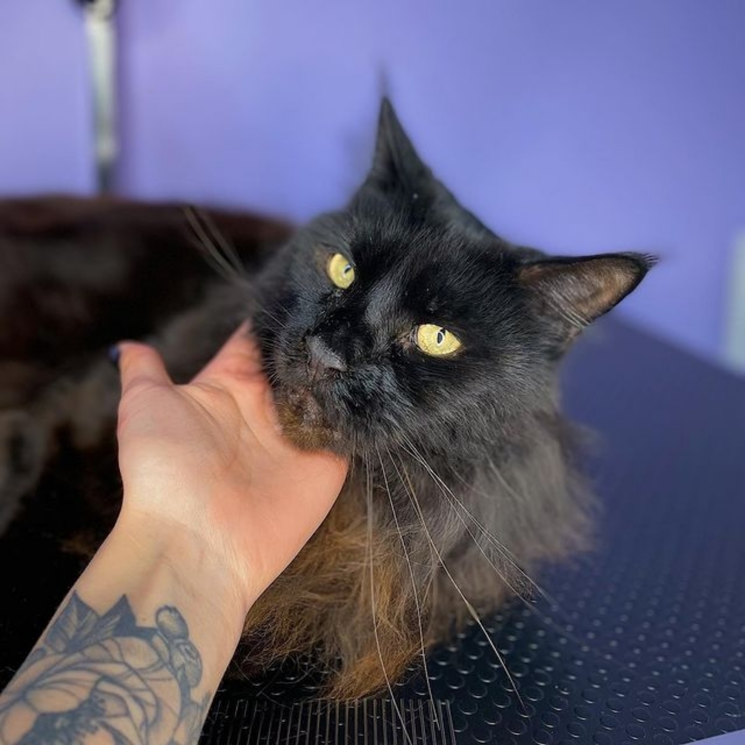 Maine Coon