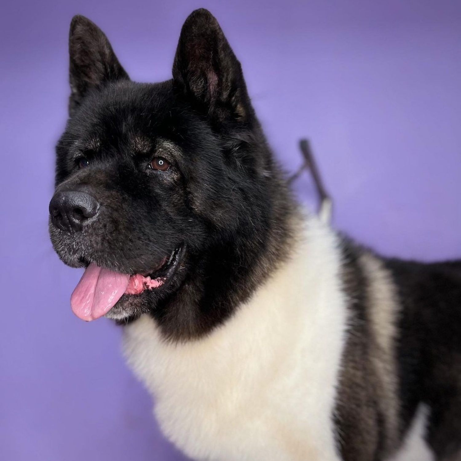 Akita american