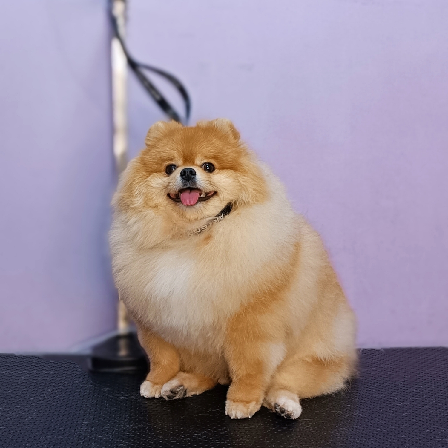 Spitz