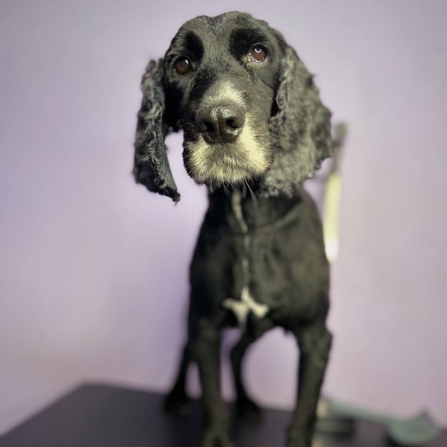 Cocker Spaniel