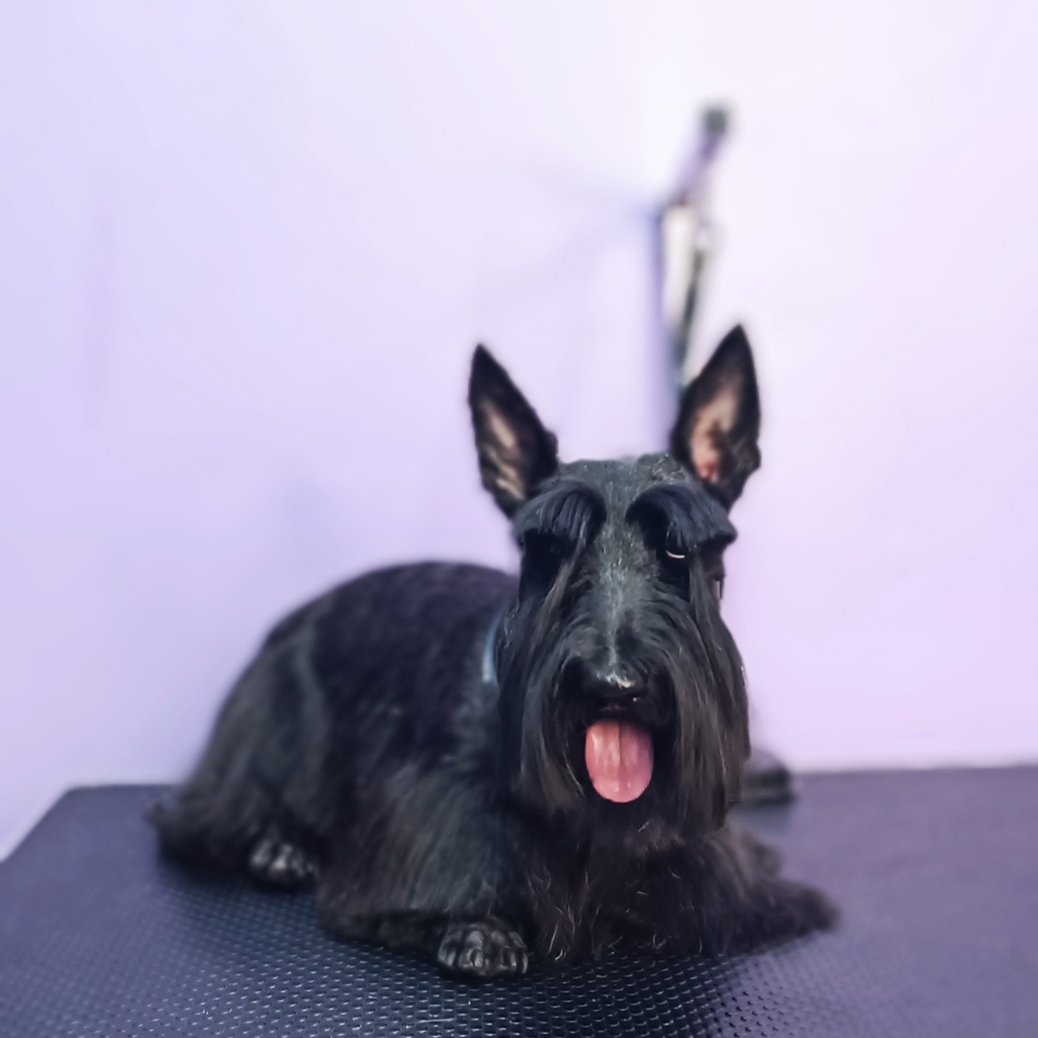 Scotch terrier
