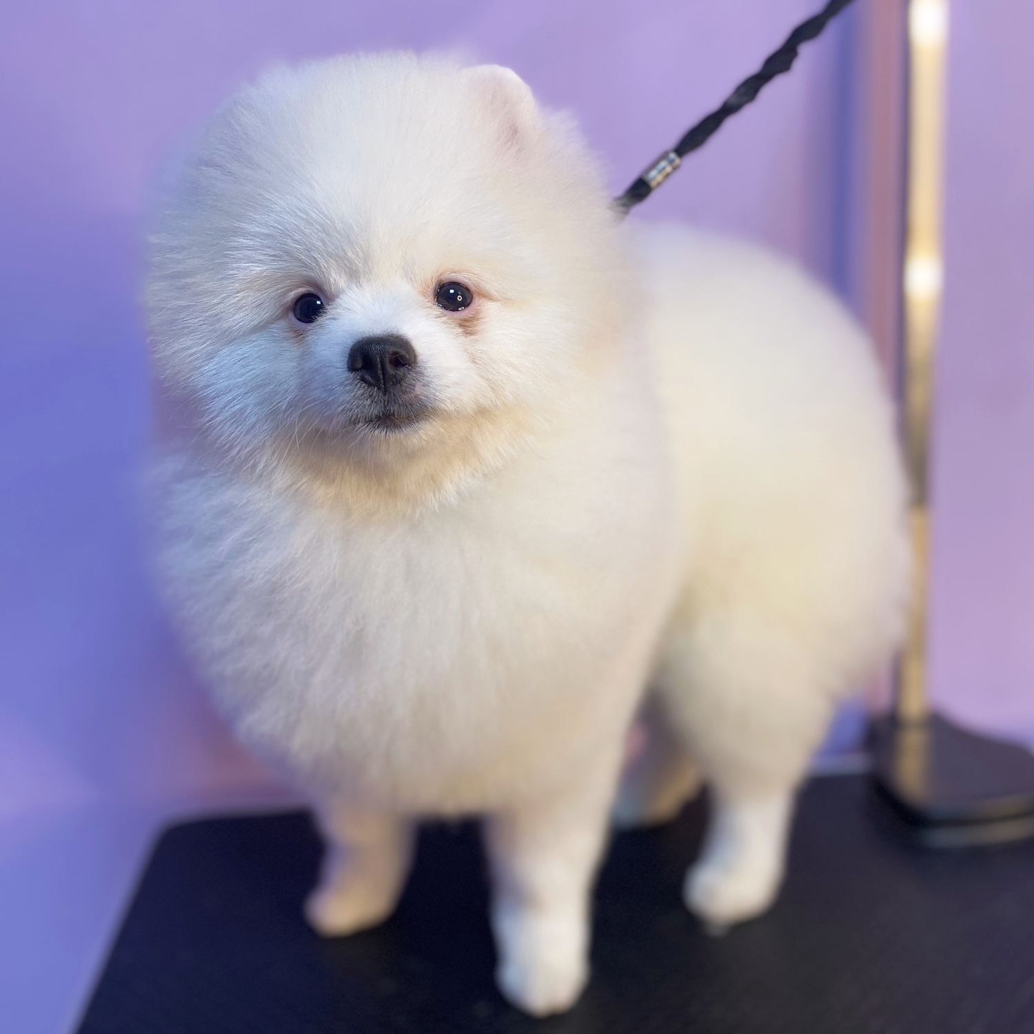 Spitz