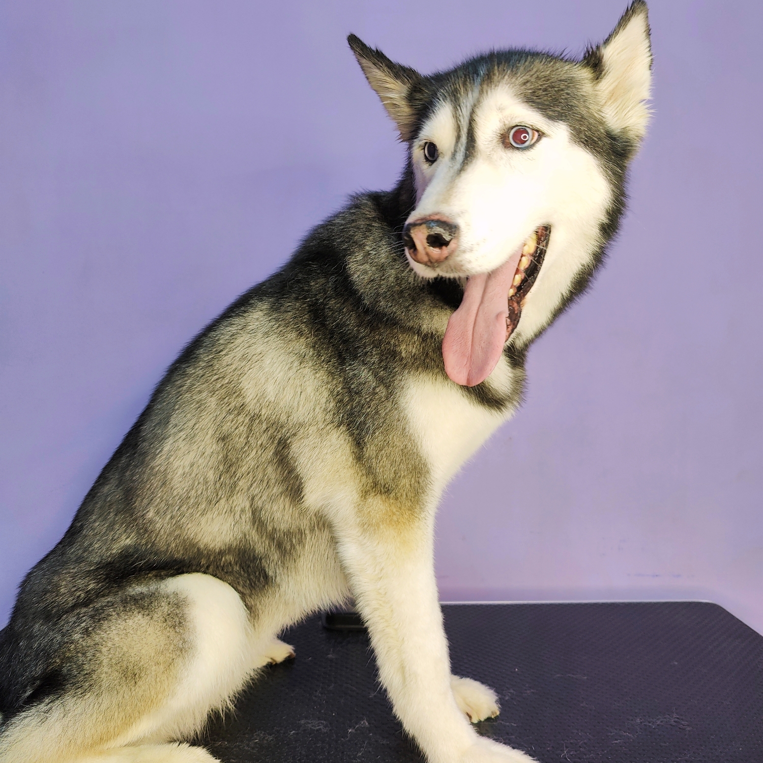 Husky