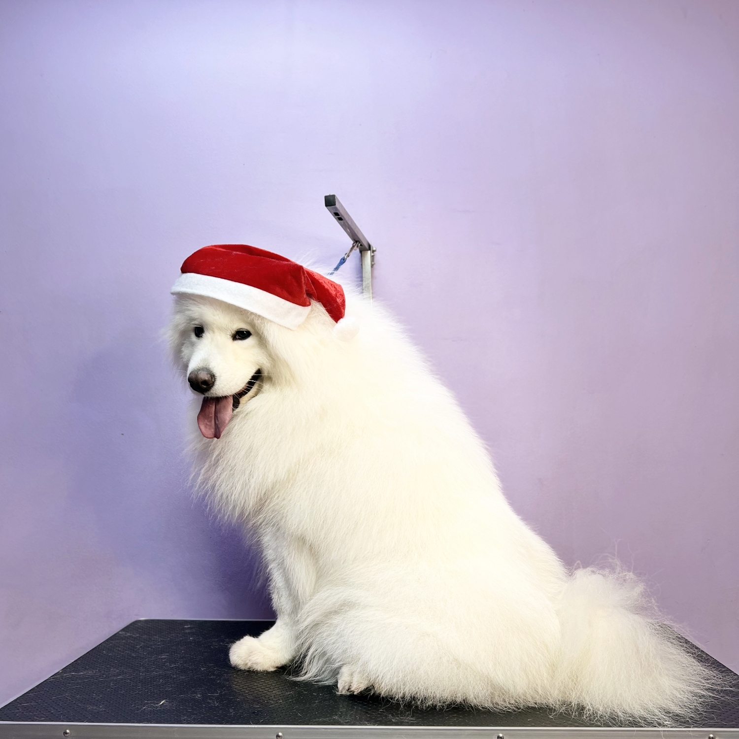 Samoyed husky
