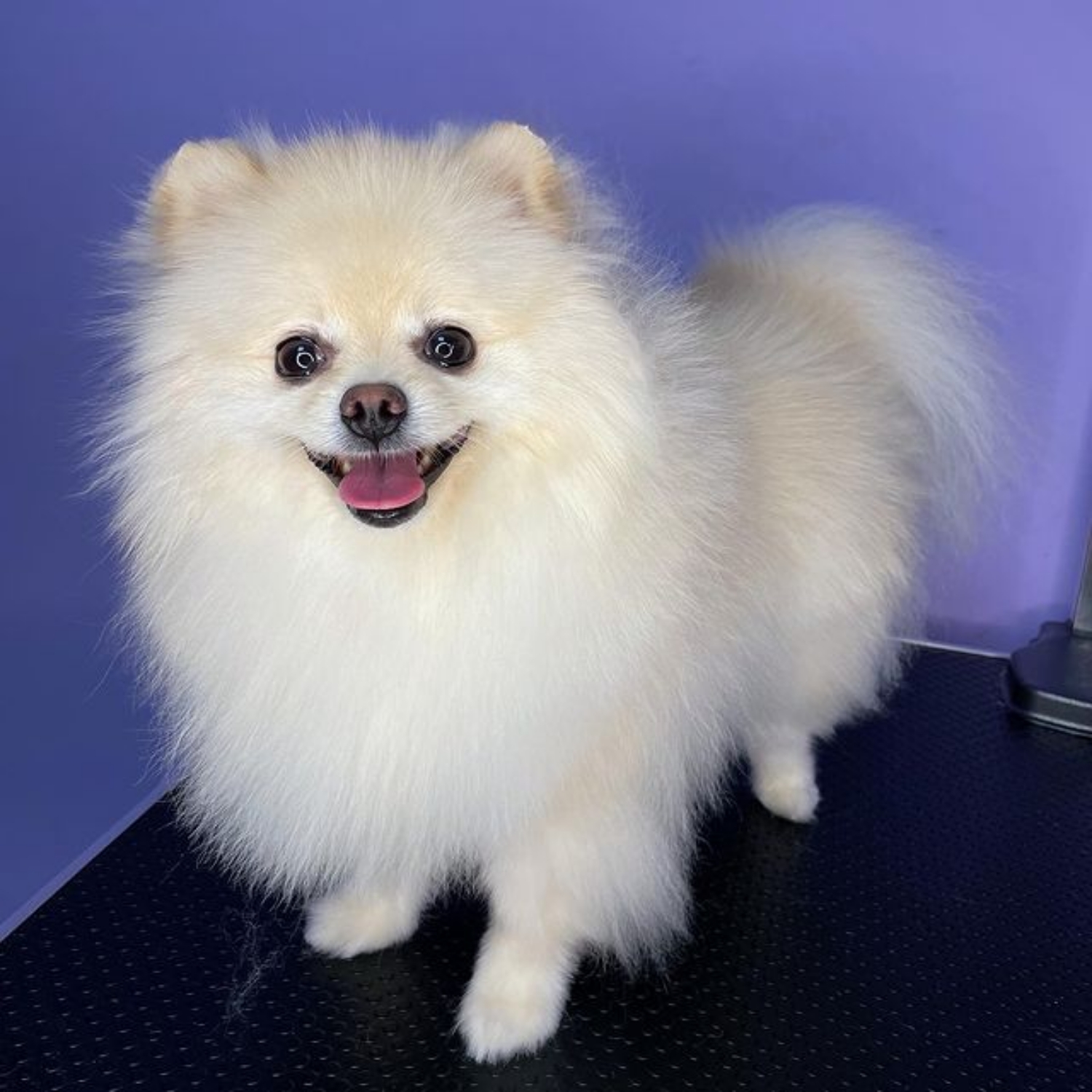 Spitz