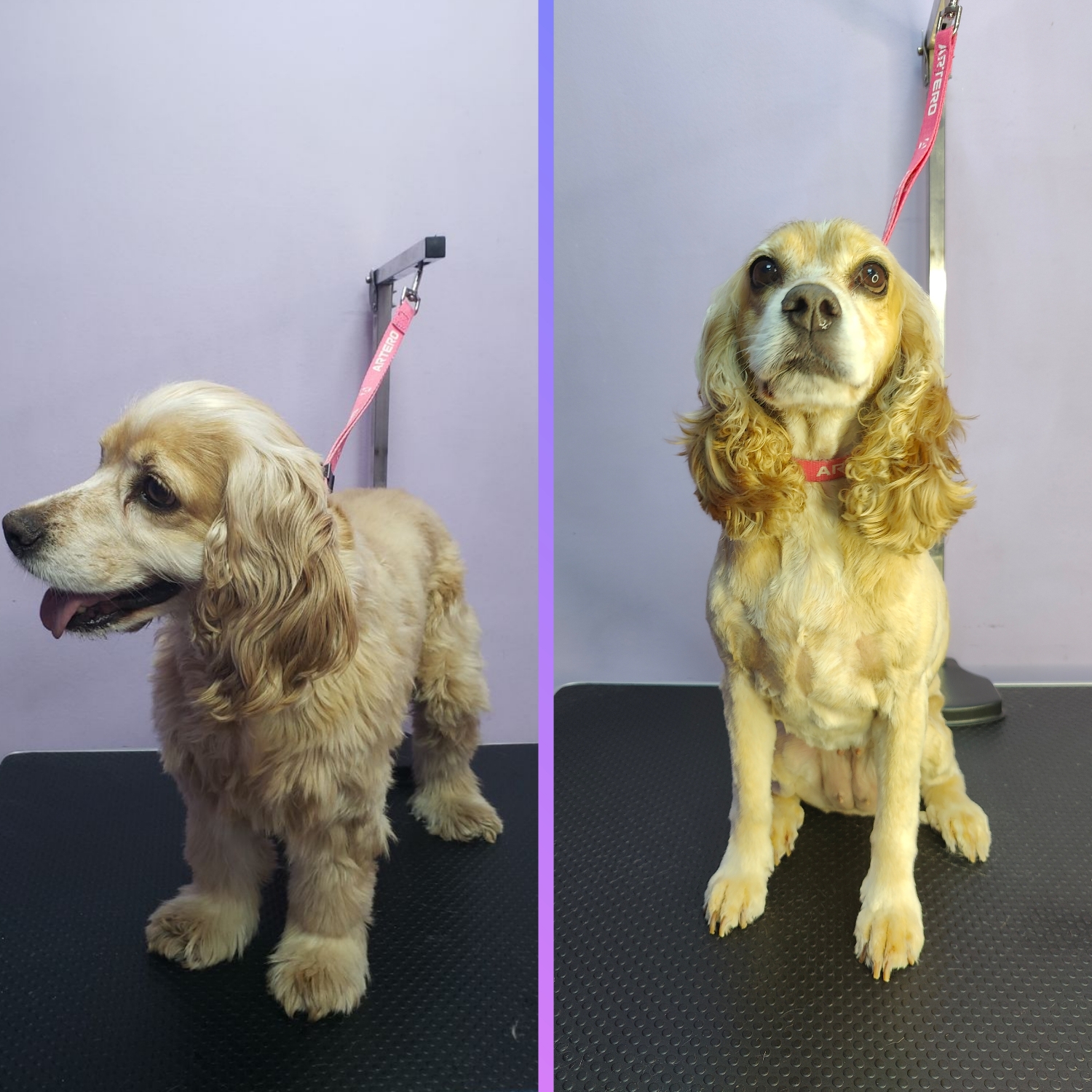 Cocker Spaniel