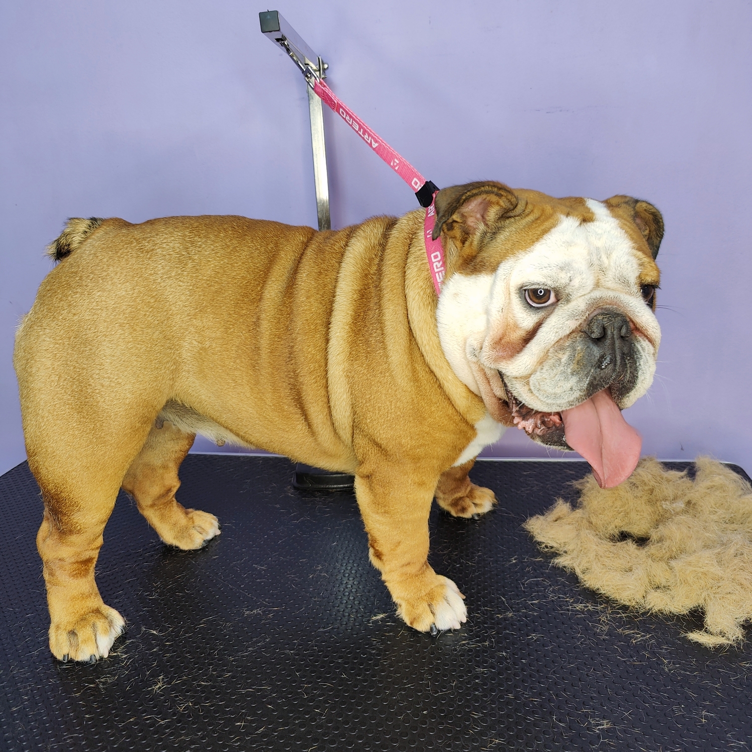 Bulldog englezesc