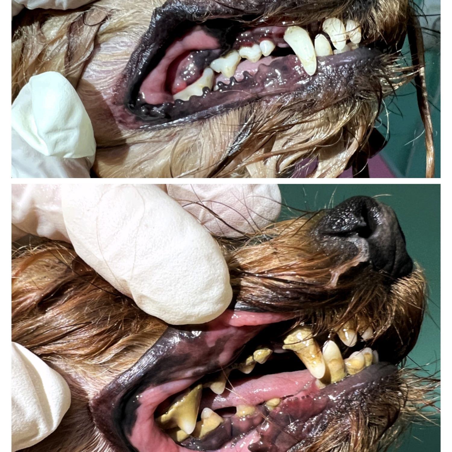 Yorkshire terrier