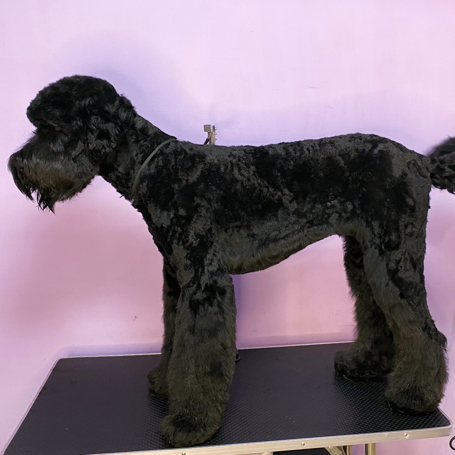 Terrier negru