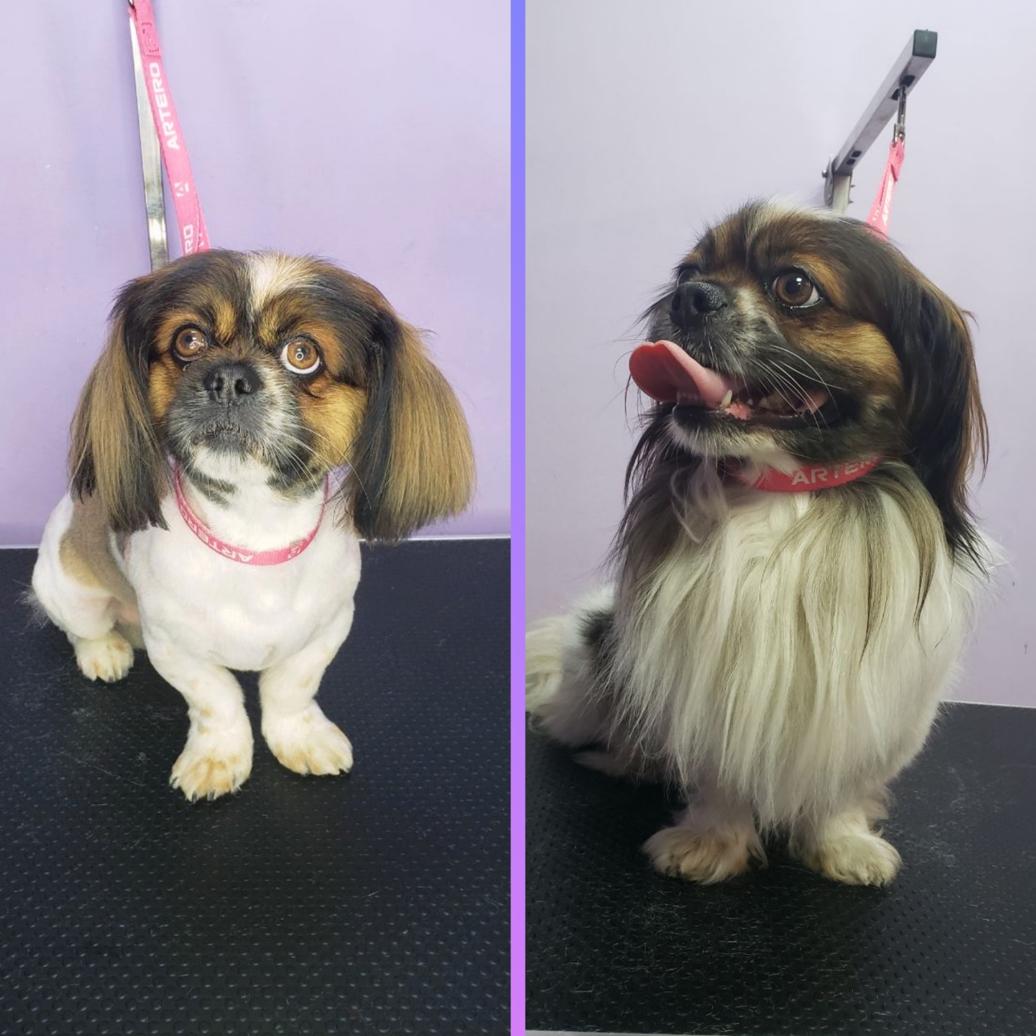 Pekingese