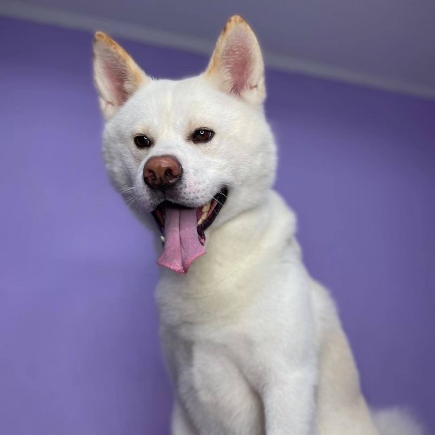 Акита-Ину
