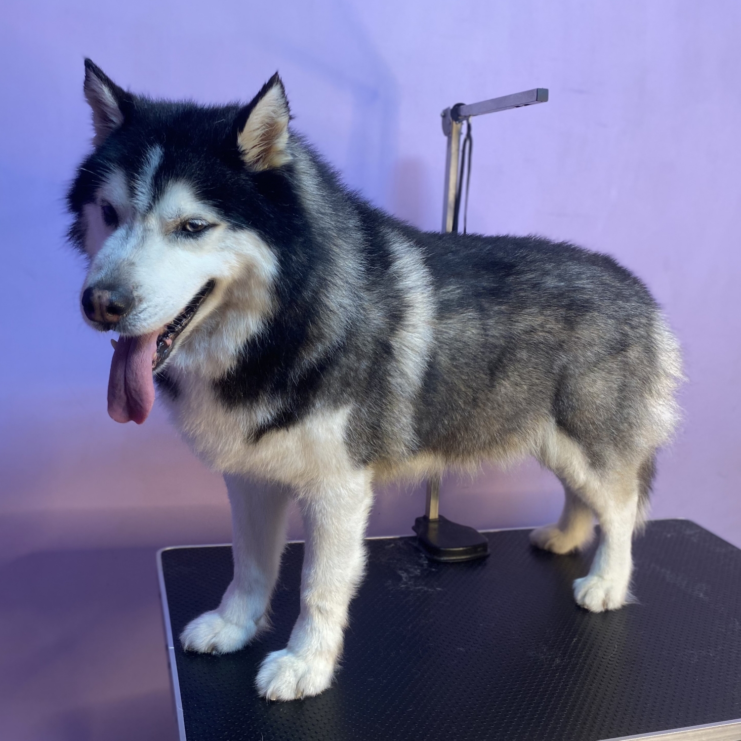 Husky