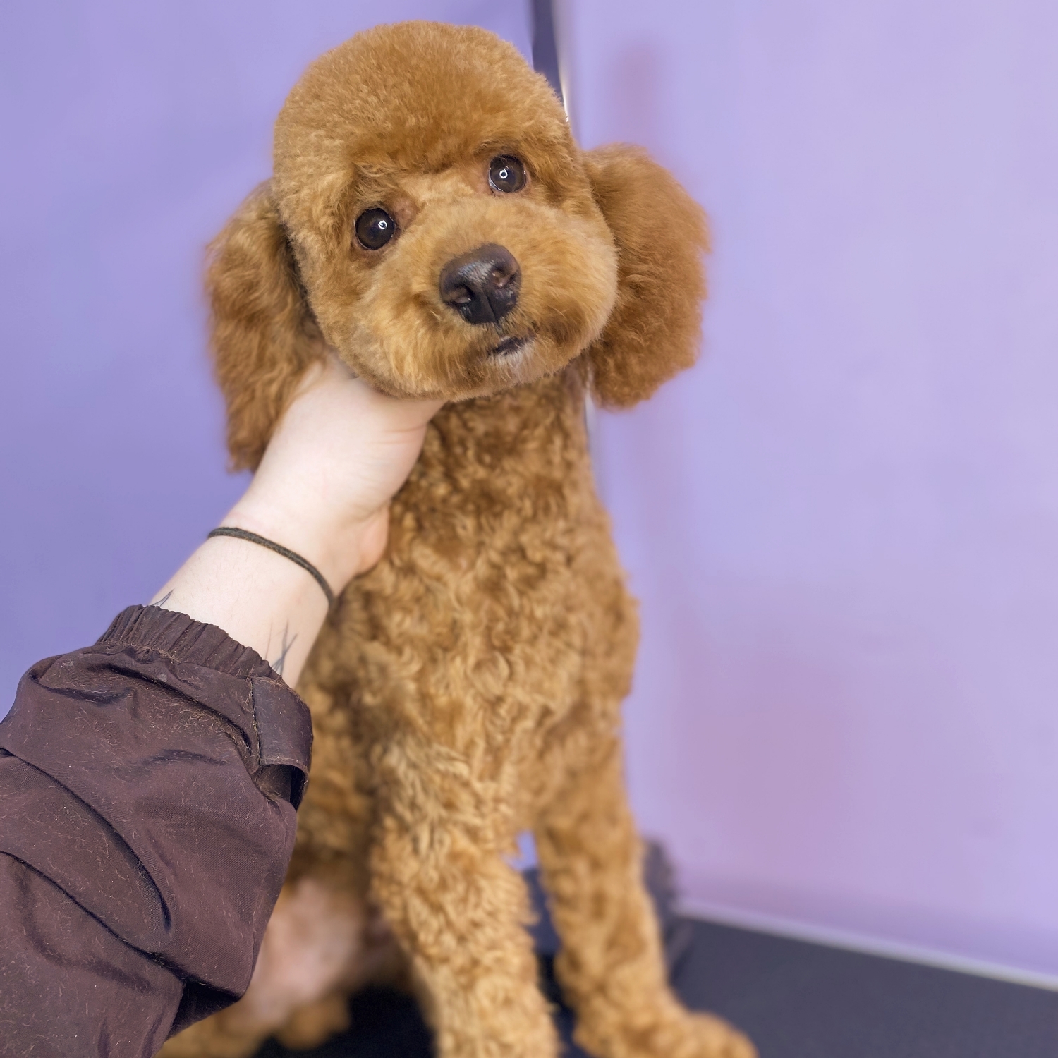 Poodle (mic)